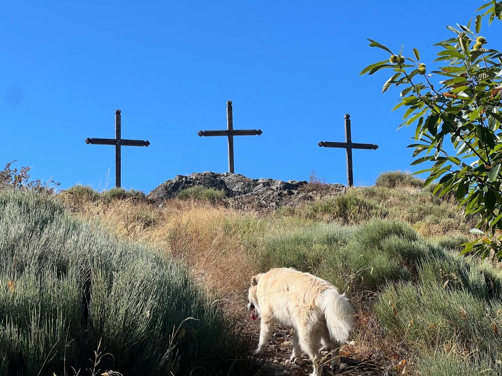 Die drei Kreuze auf dem Berggipfel am Ende des ginstergesäumten Pfades, ein Hund geht voraus